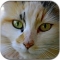 Обои для iPad Выпуск 16 – Кошки