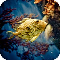 Обои для iPad Выпуск 14 - Подводный мир