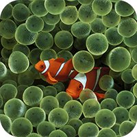 Обои для iPad Выпуск 14 - Подводный мир