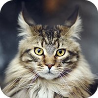 Обои для iPad Выпуск 16 – Кошки