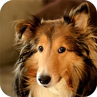 Обои для iPad Выпуск 17 – Собаки