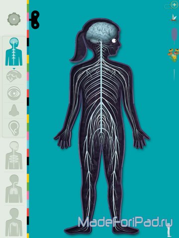 Человеческое Тело (The Human Body). Атлас человеческого тела