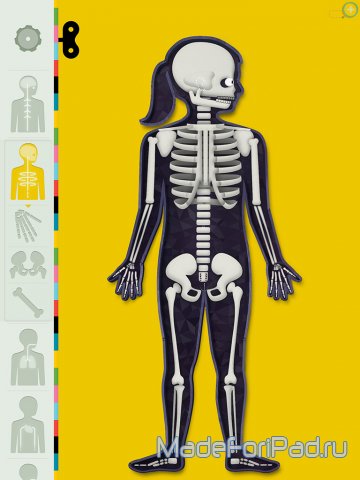 Человеческое Тело (The Human Body). Атлас человеческого тела