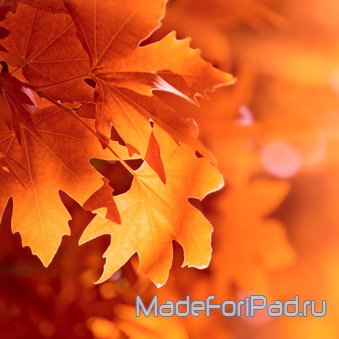 Обои для iPad Выпуск 75 - Золотая осень, желтые листья, листопад