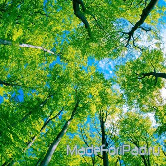 Обои для iPad Выпуск 87 – лес, парк, деревья, заросли
