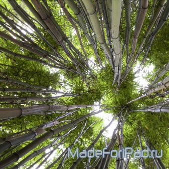 Обои для iPad Выпуск 87 – лес, парк, деревья, заросли