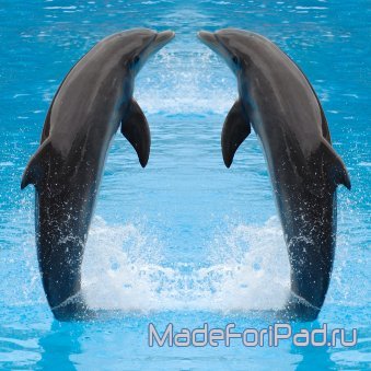 Обои для iPad Выпуск 373. Дельфины